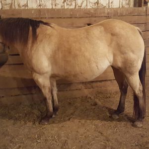 Meet your Posher, Billy